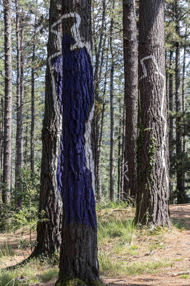 Vizcaya - Kortezubi 13 - bosque de Oma.jpg
